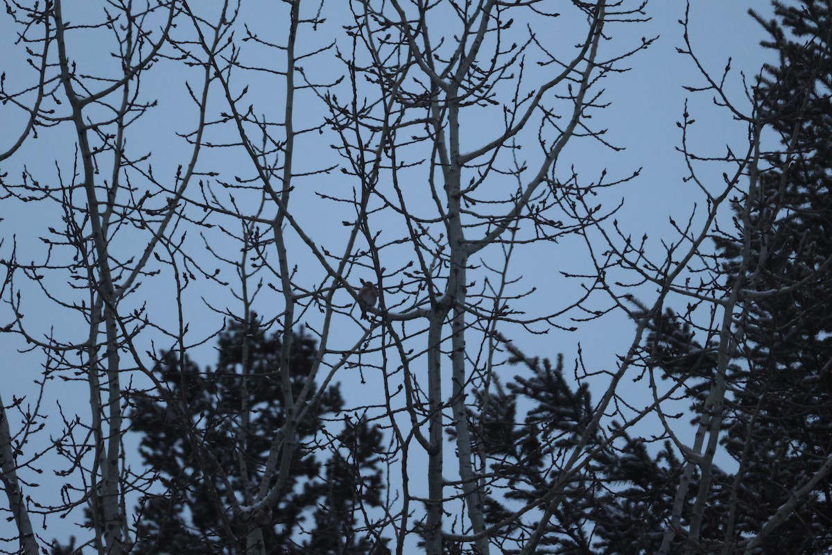 Redpoll - ML647236079