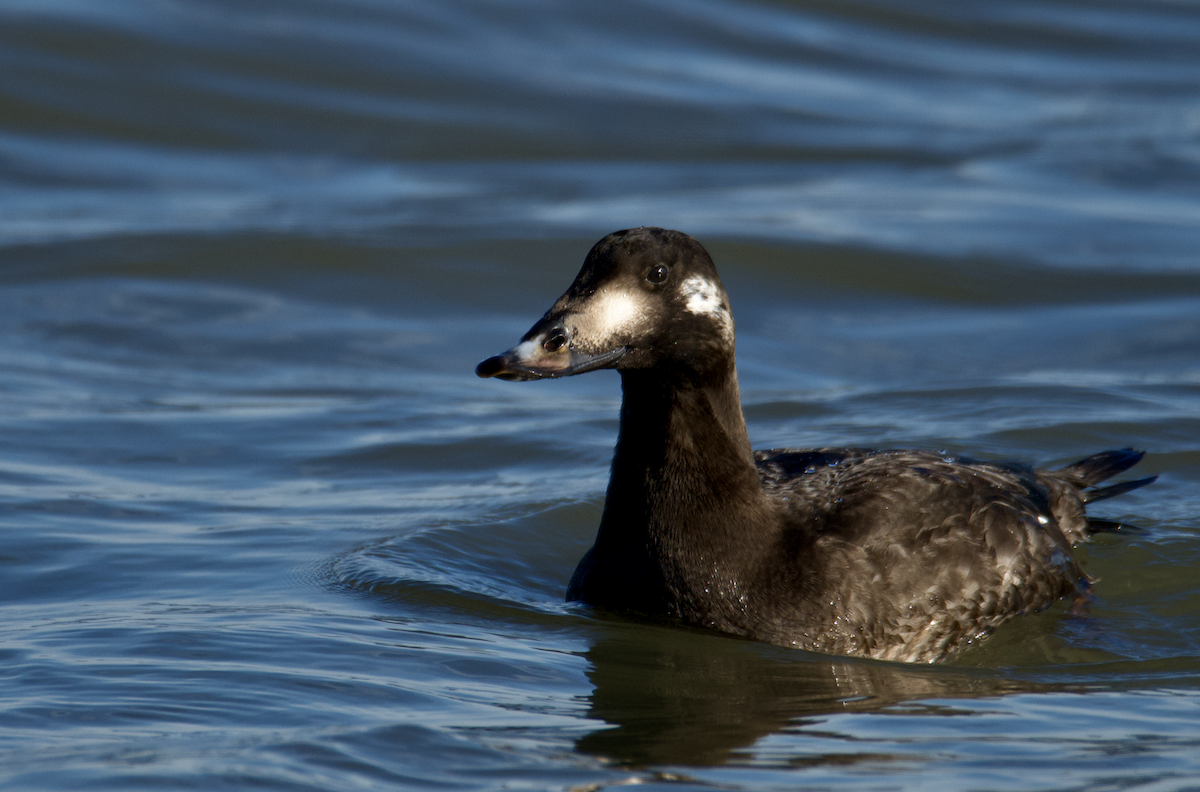 White-winged Scoter - ML647236086