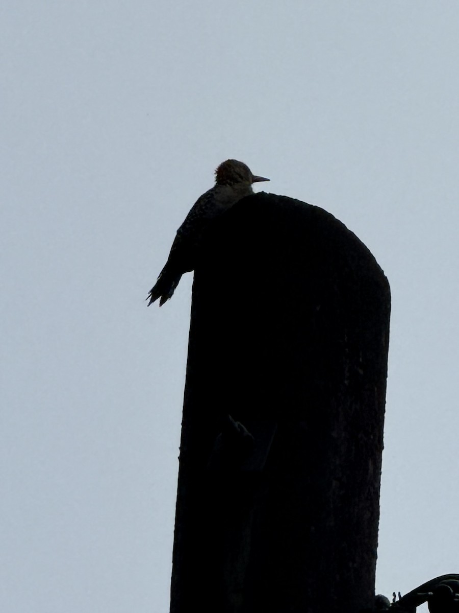 Hoffmann's Woodpecker - ML647236087