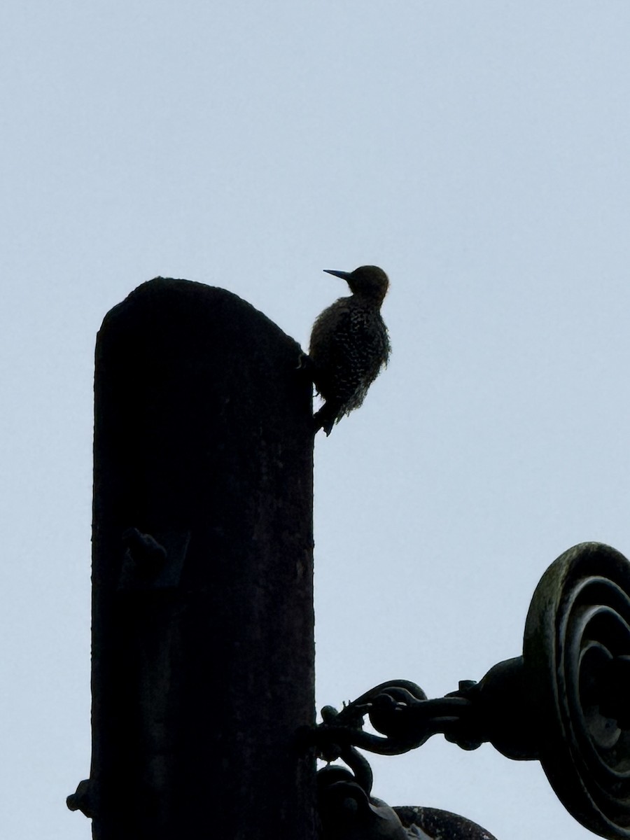 Hoffmann's Woodpecker - ML647236088