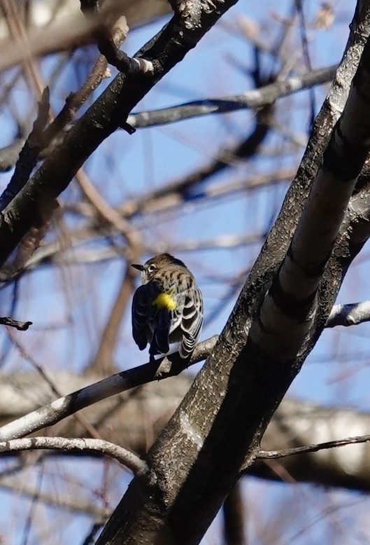Yellow-rumped Warbler - ML647236117