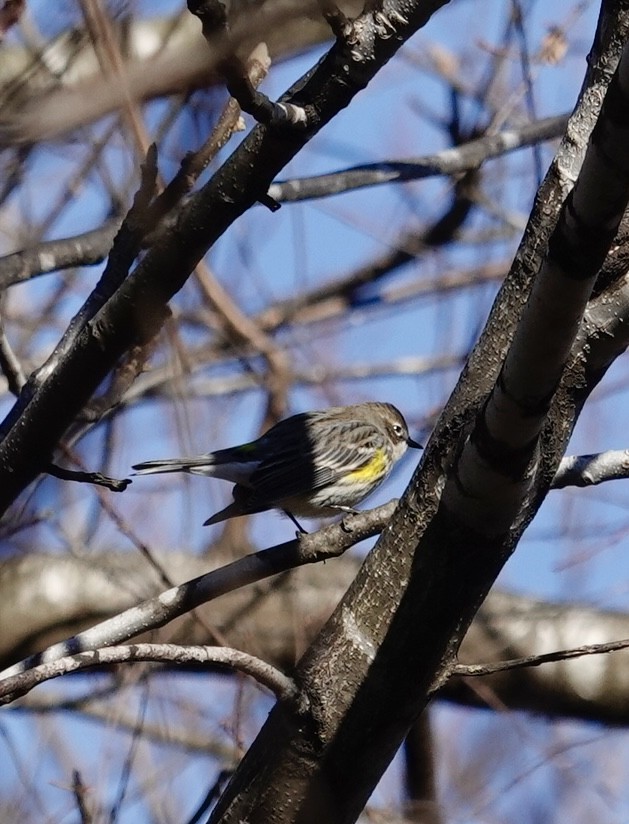 Yellow-rumped Warbler - ML647236118