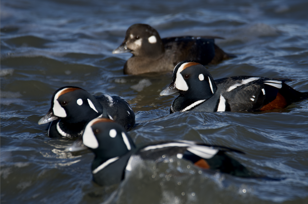 Ahate arlekina - ML647236129