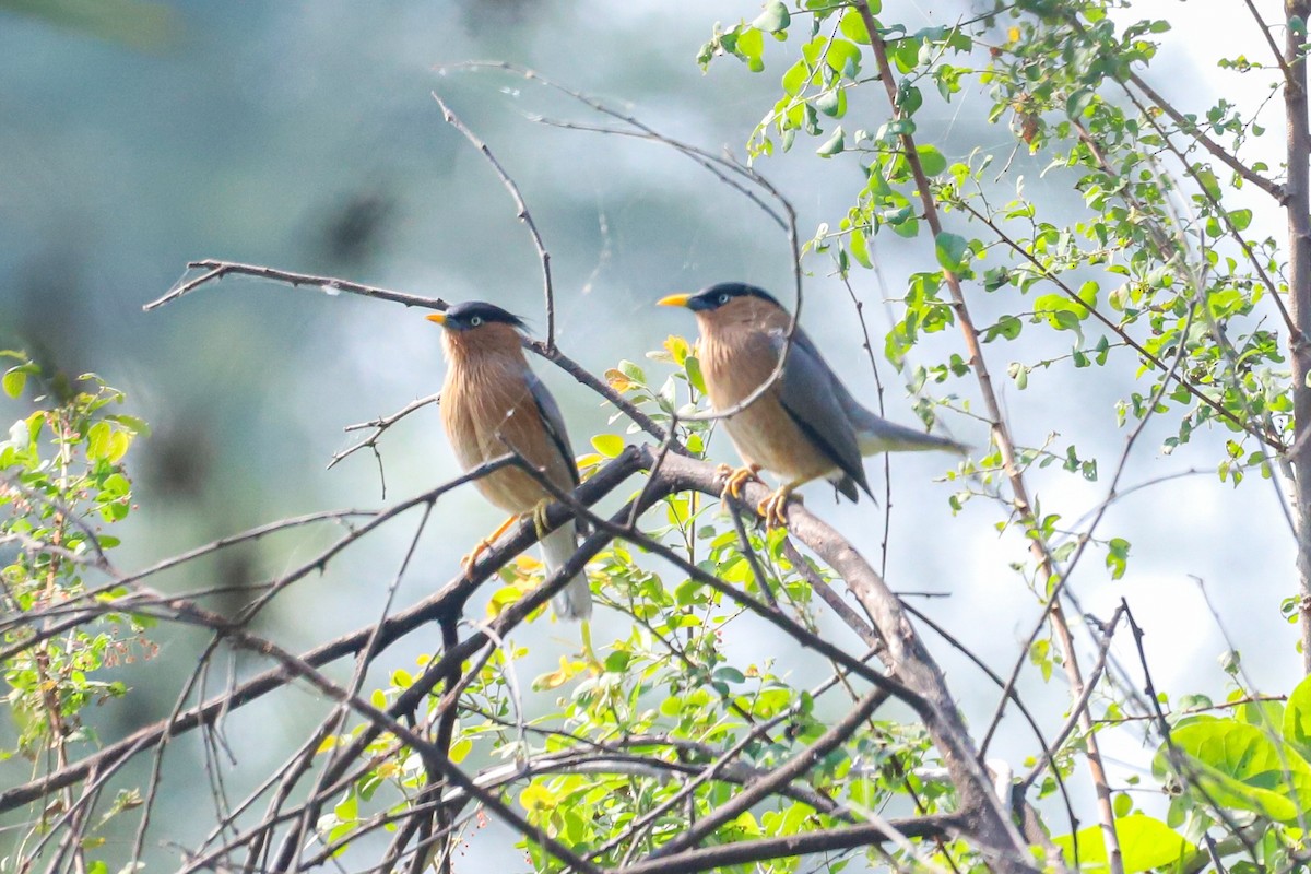 Brahminy Starling - ML647236179