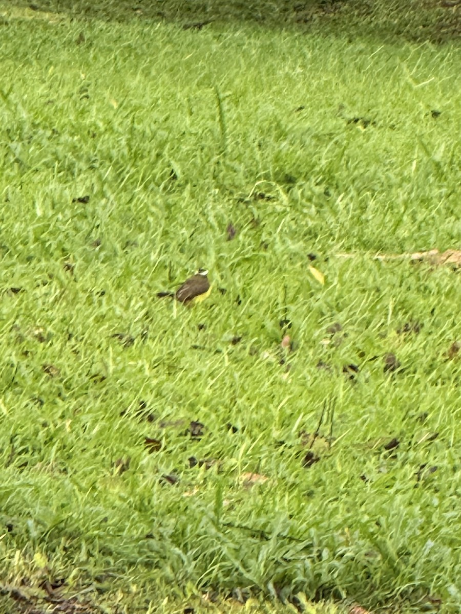 Tyran sociable - ML647236186