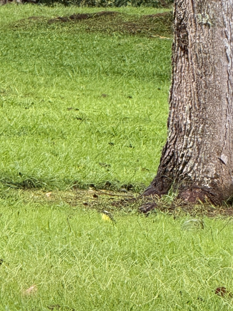 Tyran sociable - ML647236187