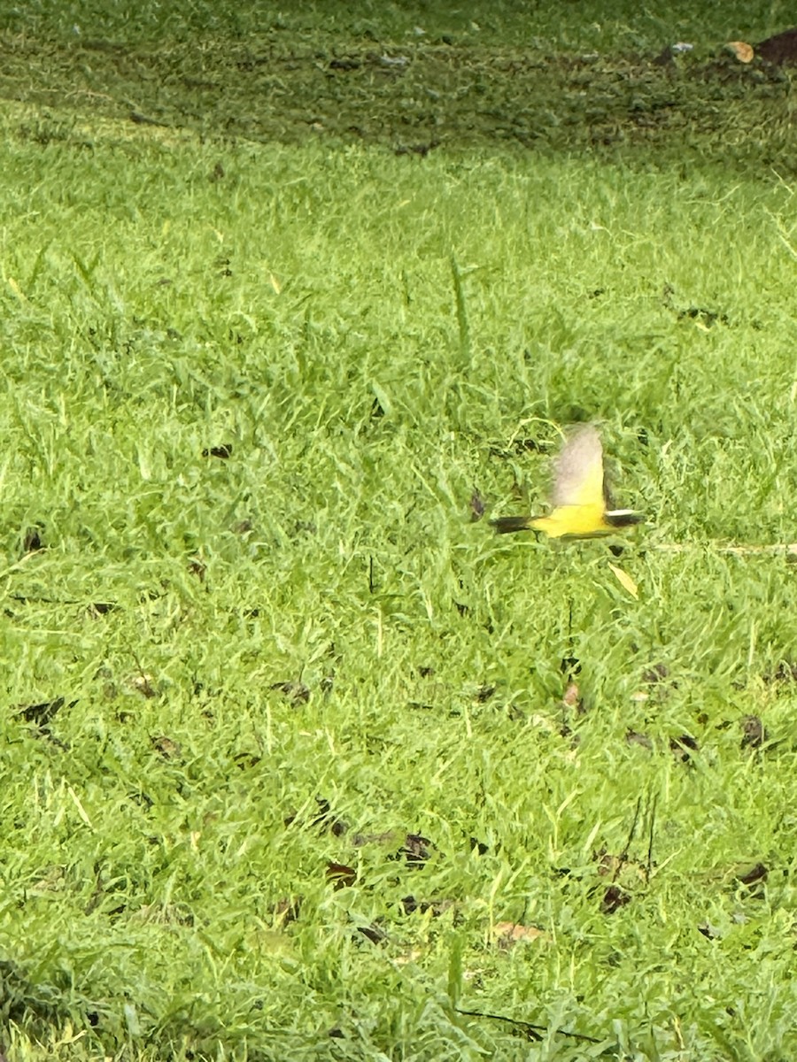 Tyran sociable - ML647236188