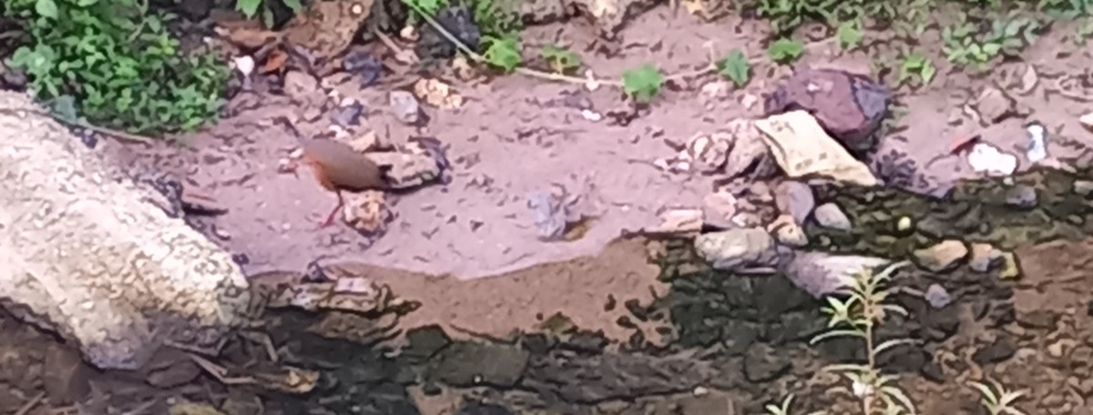 Gray-cowled Wood-Rail - ML647236193