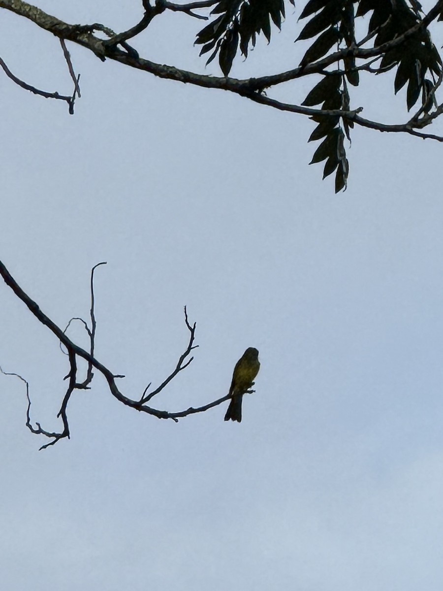 Tropical Kingbird - ML647236199