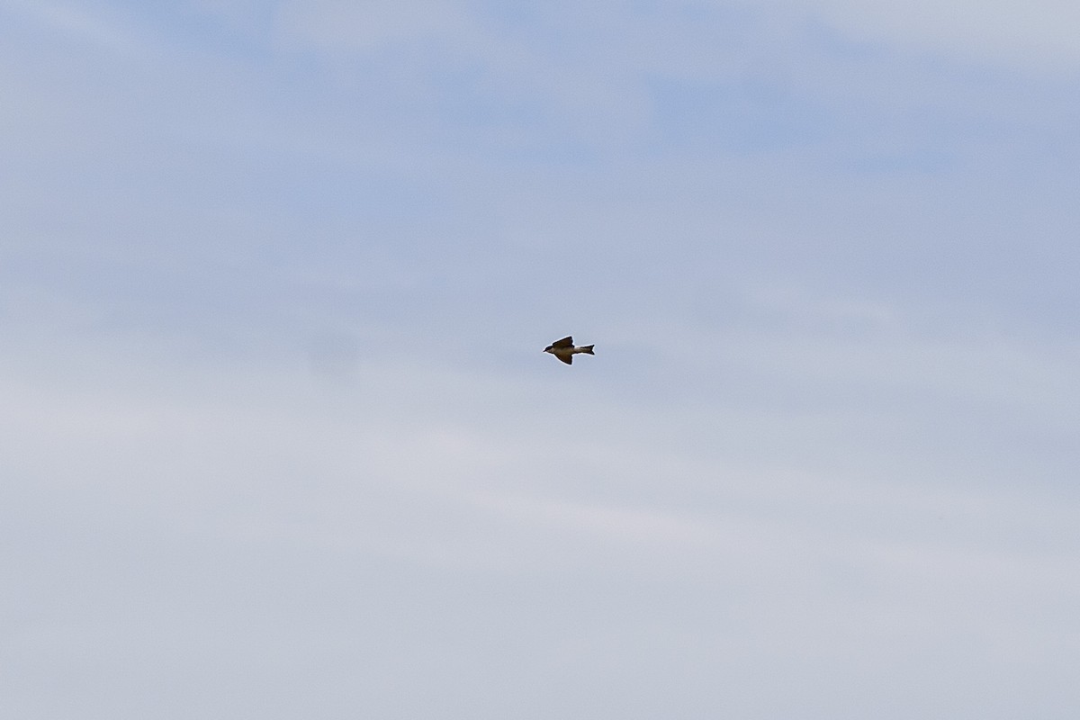White-rumped Swallow - ML647236200