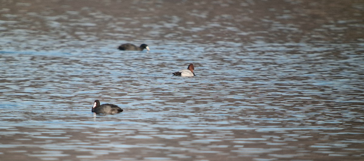 צולל חלודי - ML647236202
