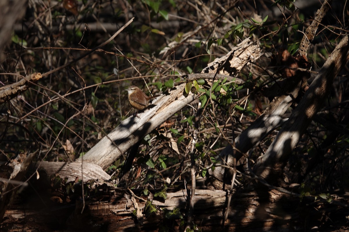 Carolina Wren - ML647236205