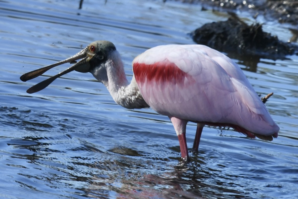 Roseate Spoonbill - ML647236206