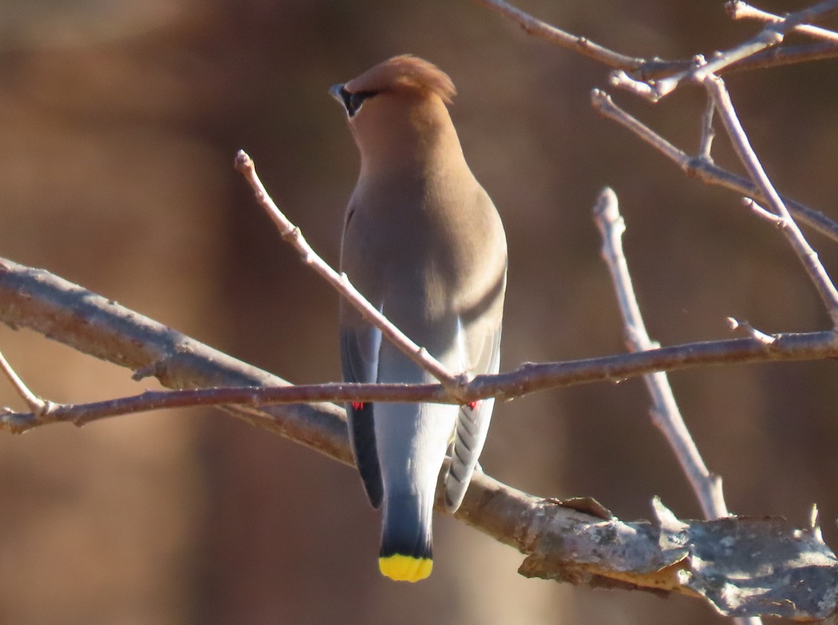 ציצנית אמריקנית - ML647236216