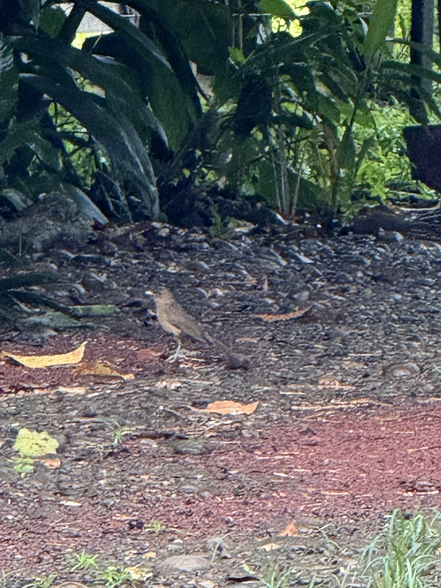 Clay-colored Thrush - ML647236218