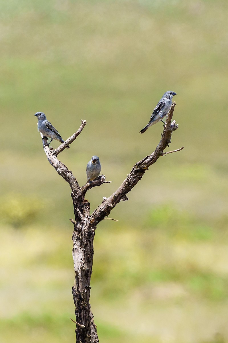 Plumbeous Seedeater - ML647236219