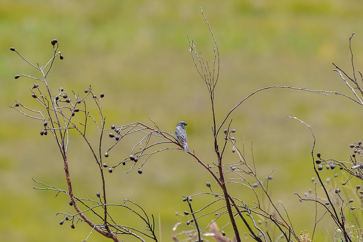 Plumbeous Seedeater - ML647236220