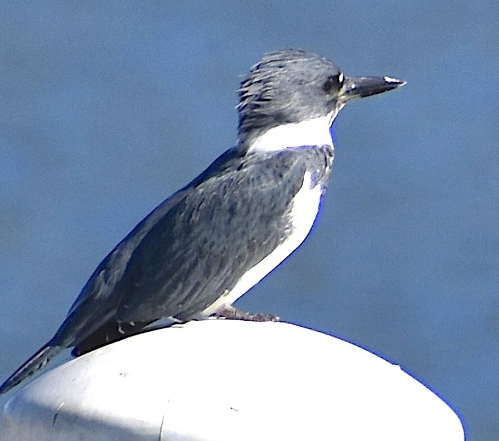 שלדג אמריקני - ML647236238