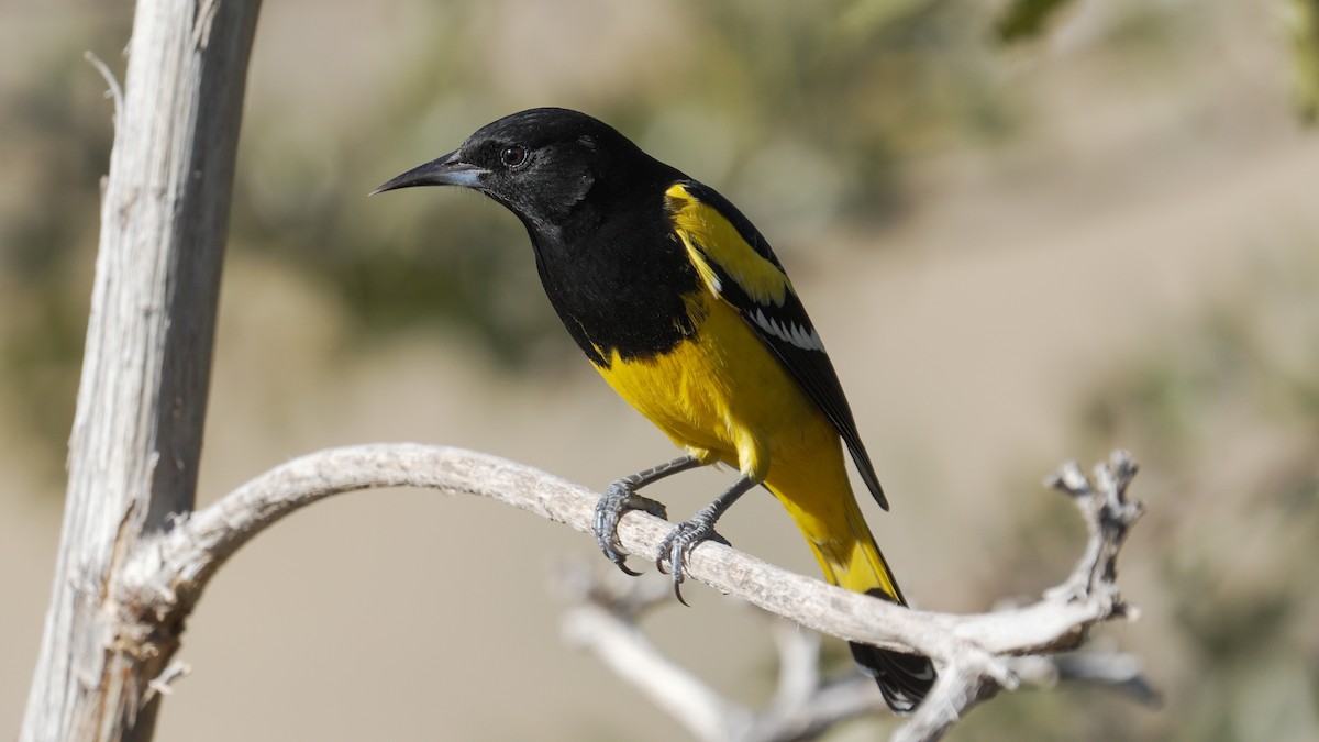 Scott's Oriole - ML647236239