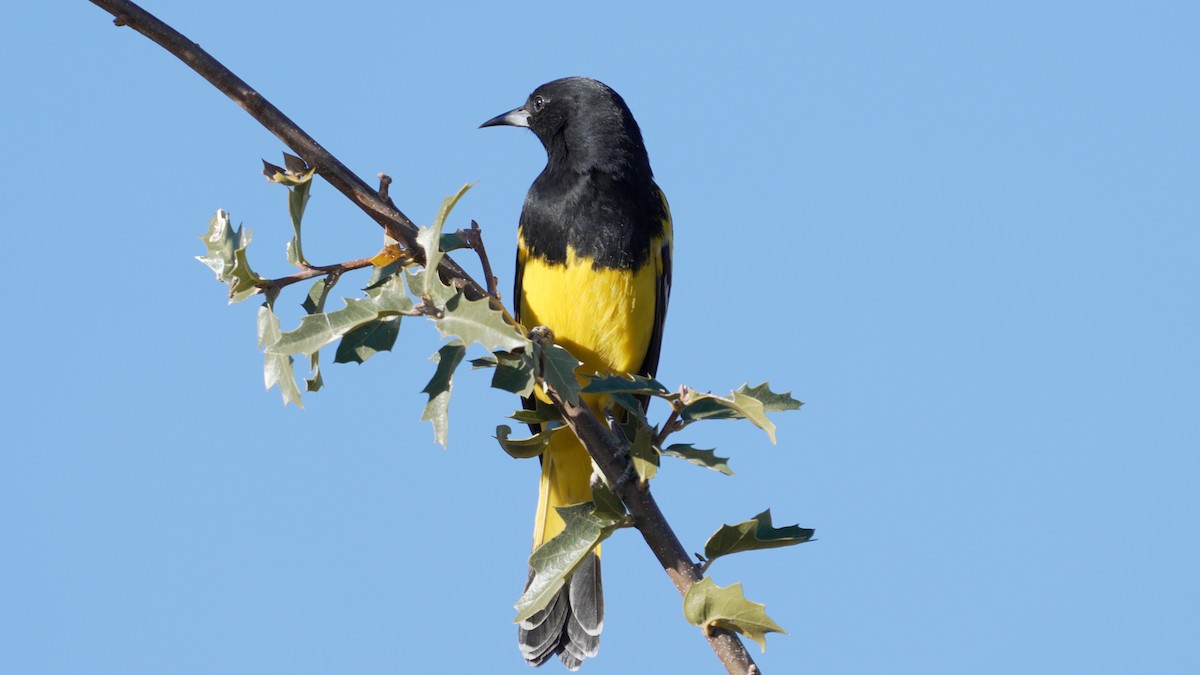 Scott's Oriole - ML647236240