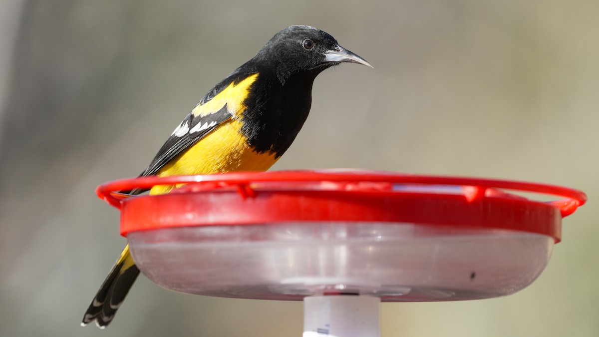 Scott's Oriole - ML647236241