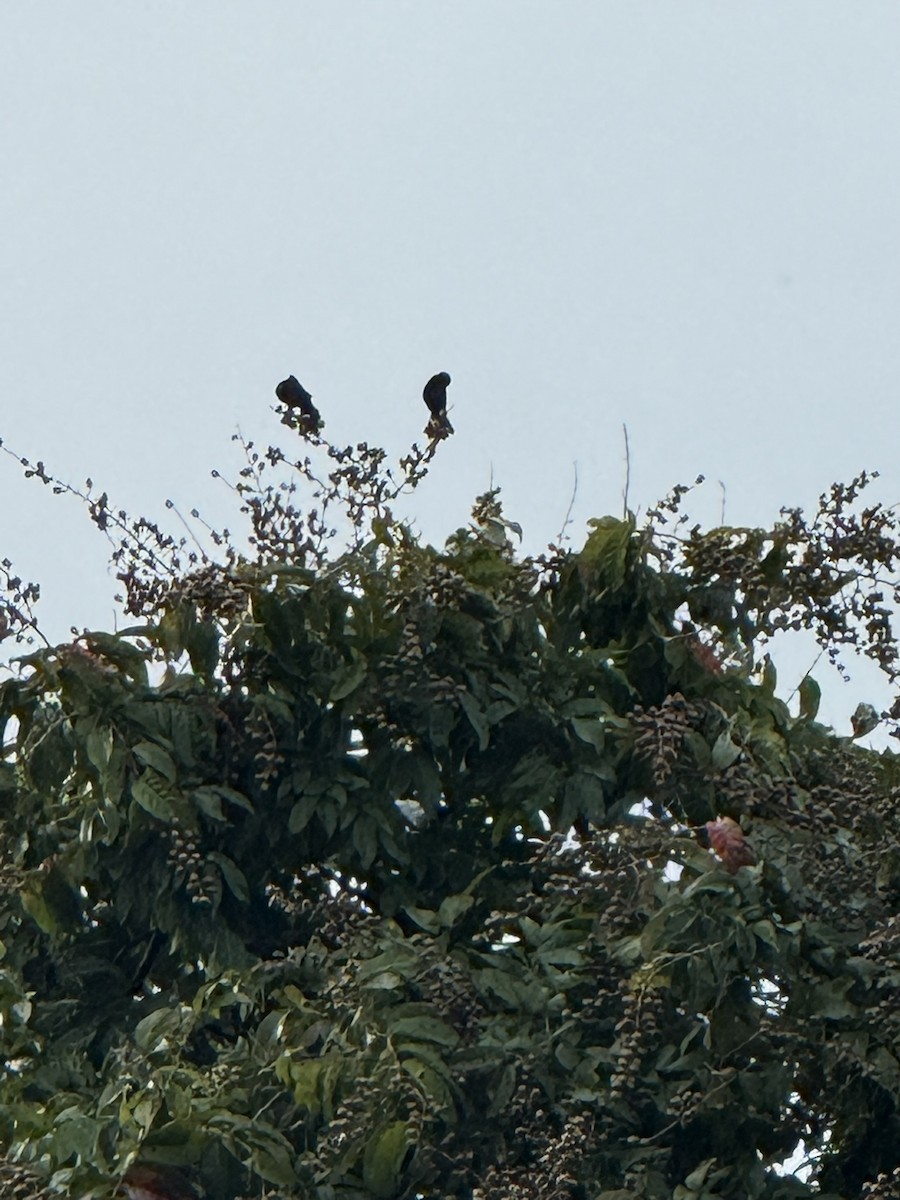 Melodious Blackbird - ML647236242