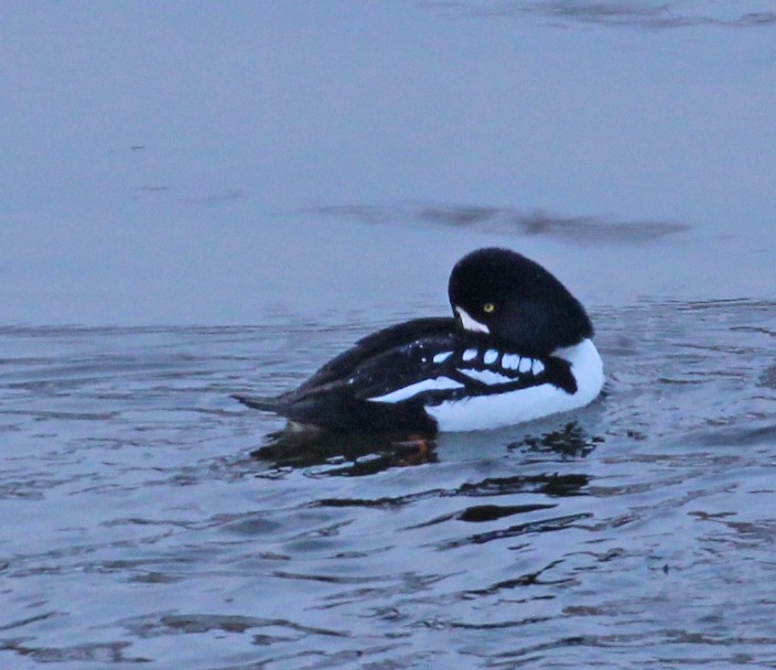 Barrow's Goldeneye - ML647236256