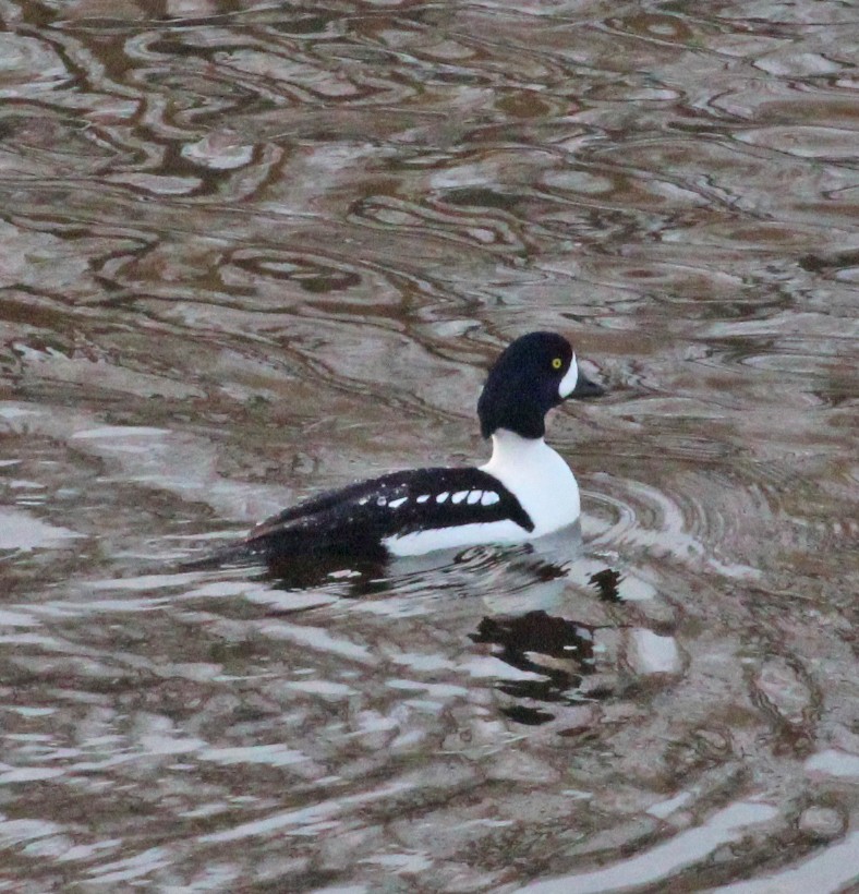 Barrow's Goldeneye - ML647236257