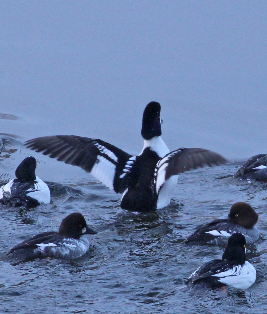 Barrow's Goldeneye - ML647236258