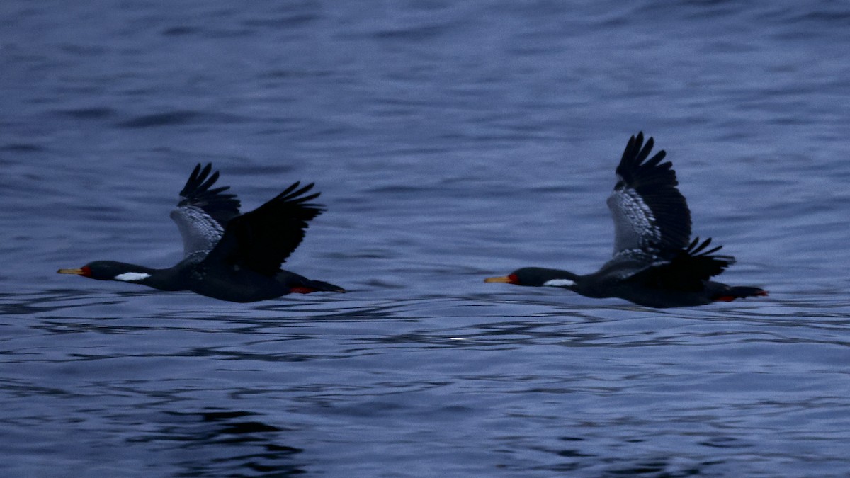 Red-legged Cormorant - ML647236261