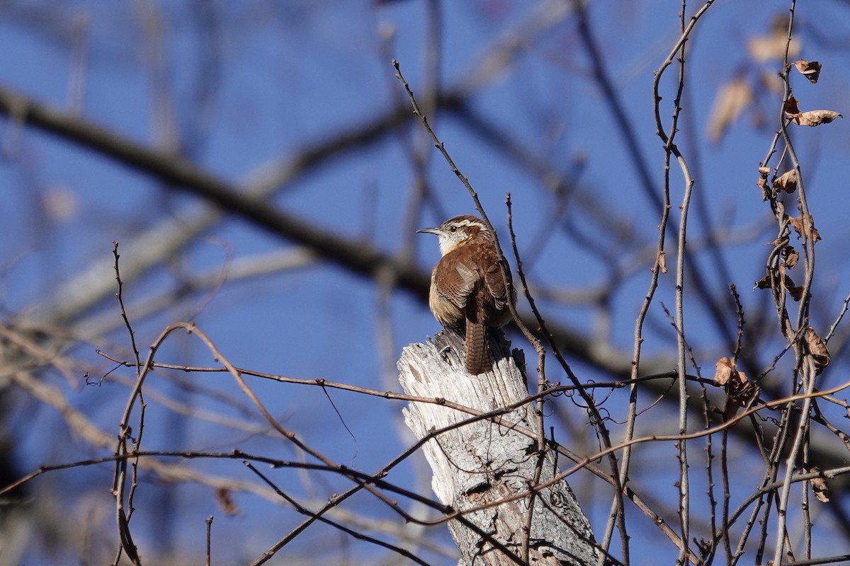 Carolina Wren - ML647236303