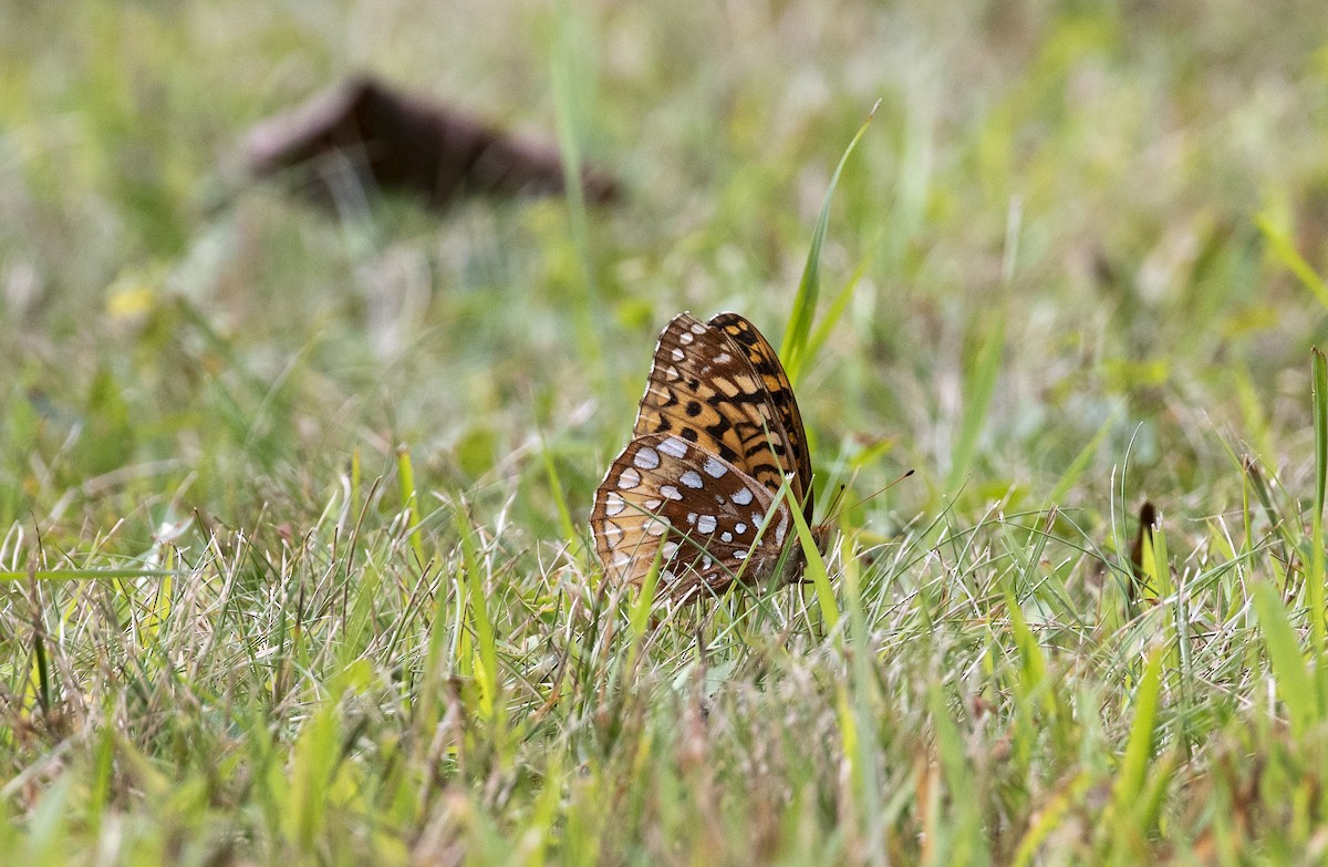 Great Spangled Fritillary - ML647236304