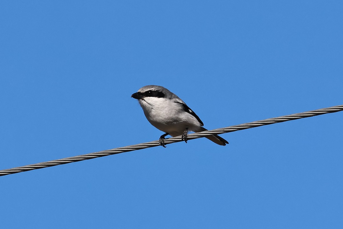 Loggerhead Shrike - ML647236310