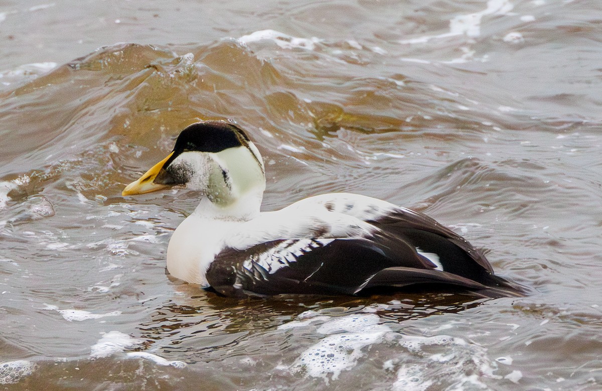 Eiderente - ML647236315