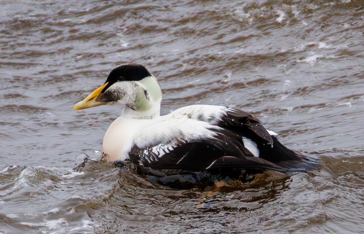 Eiderente - ML647236316