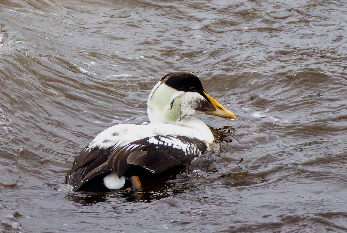 Eiderente - ML647236317