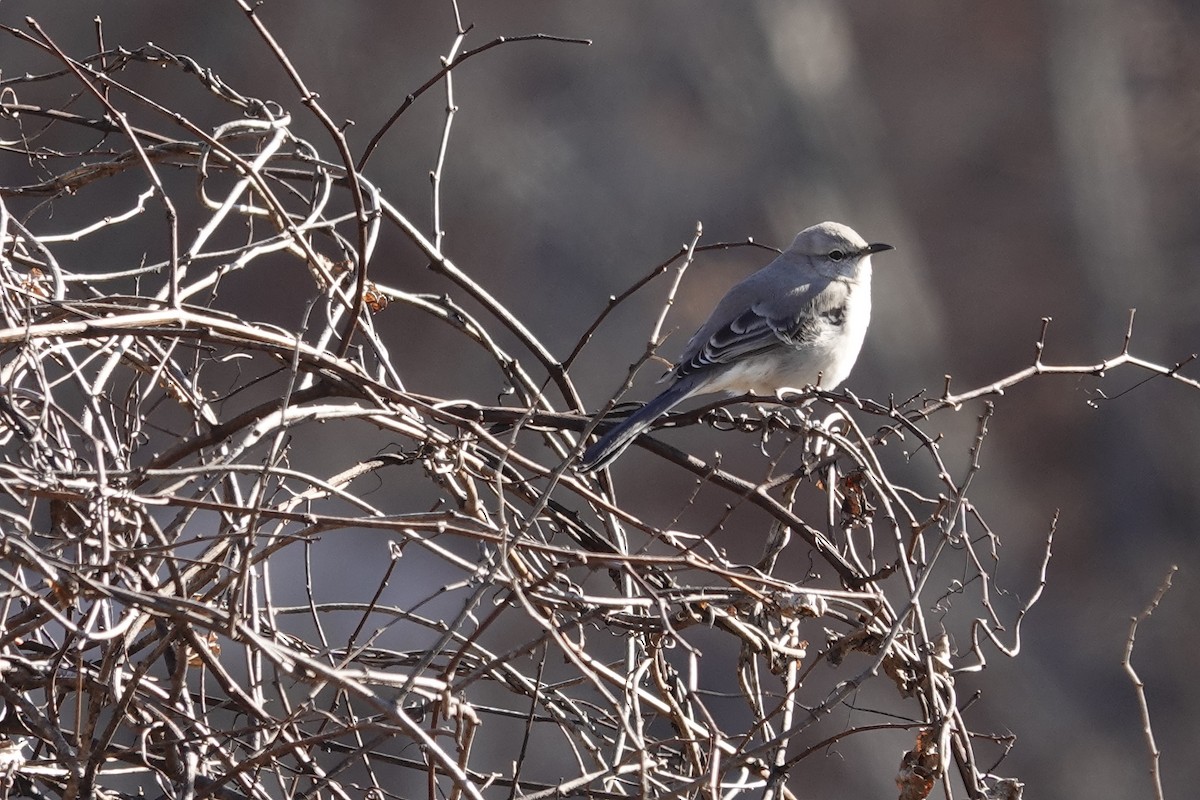 Northern Mockingbird - ML647236322