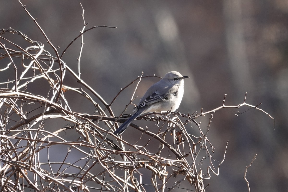 Northern Mockingbird - ML647236323