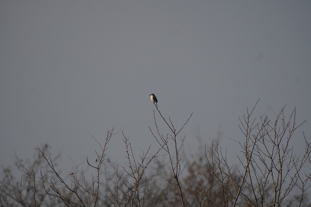 Great Gray Shrike - ML647236336