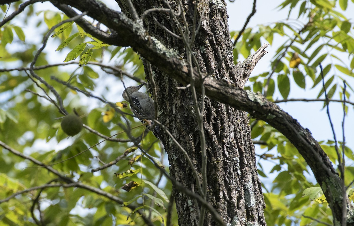 Red-bellied Woodpecker - ML647236351