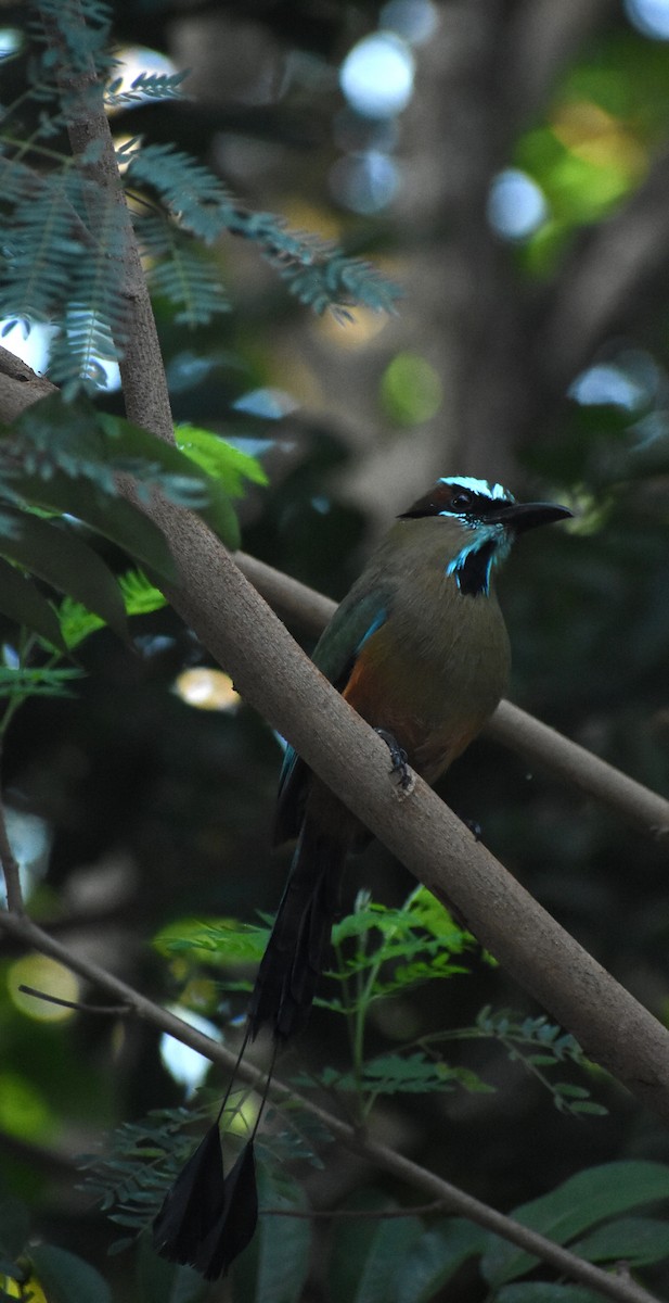 Motmot à sourcils bleus - ML647236353