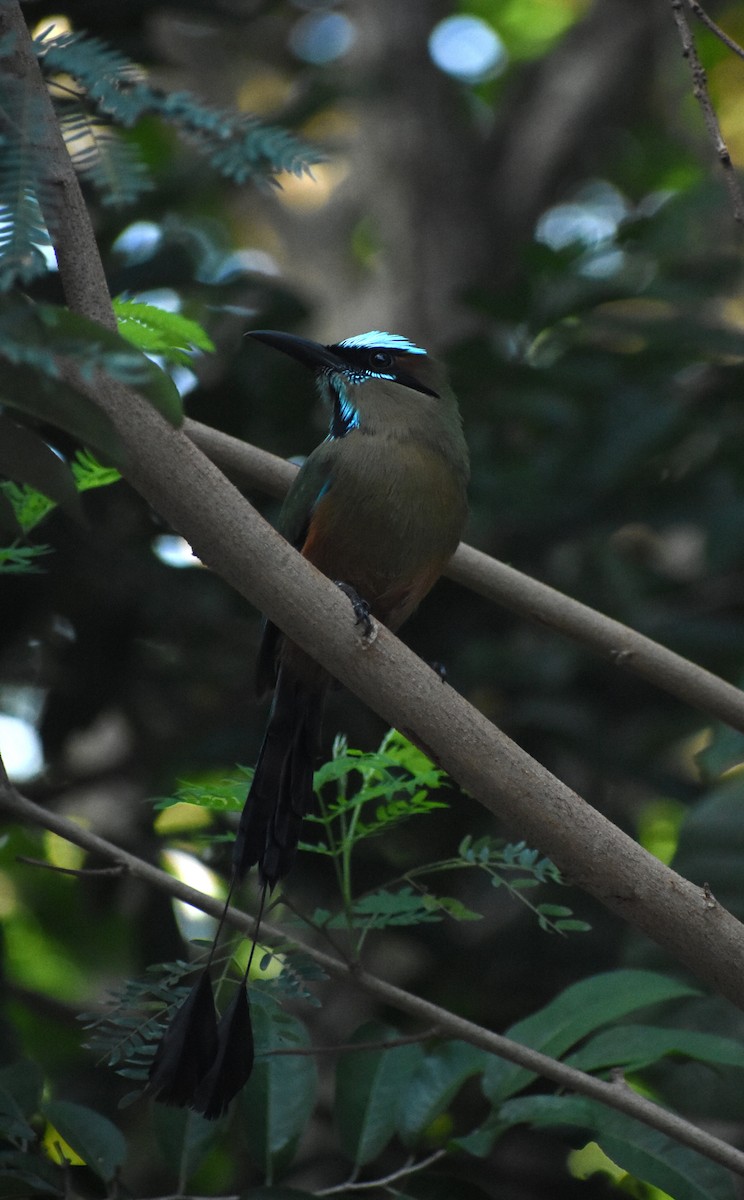 Motmot à sourcils bleus - ML647236354