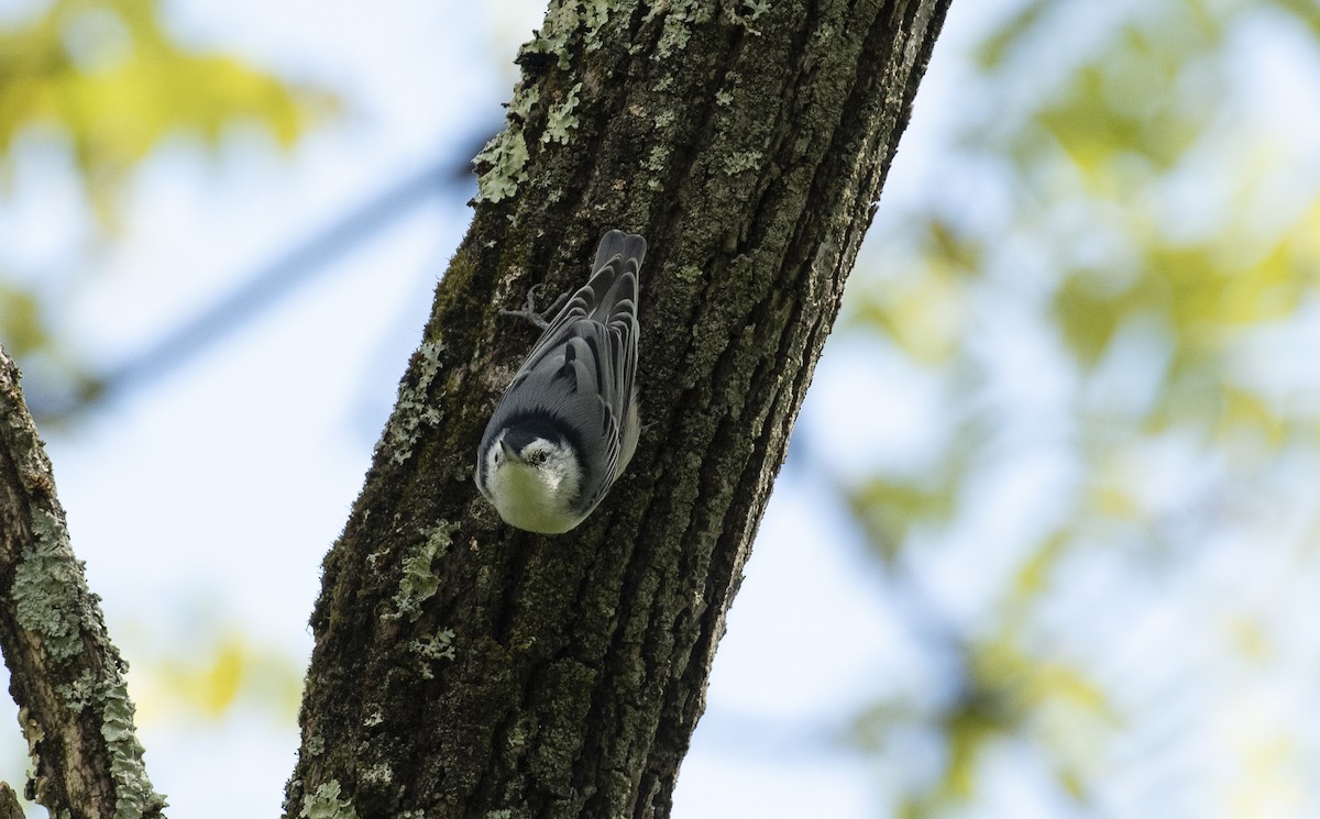 White-breasted Nuthatch - ML647236355