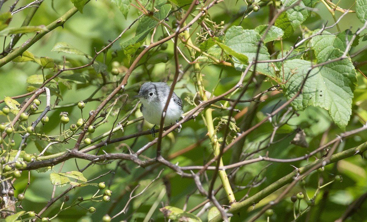 Blue-gray Gnatcatcher - ML647236361