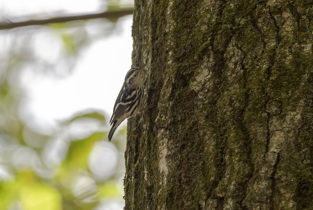 Black-and-white Warbler - ML647236364