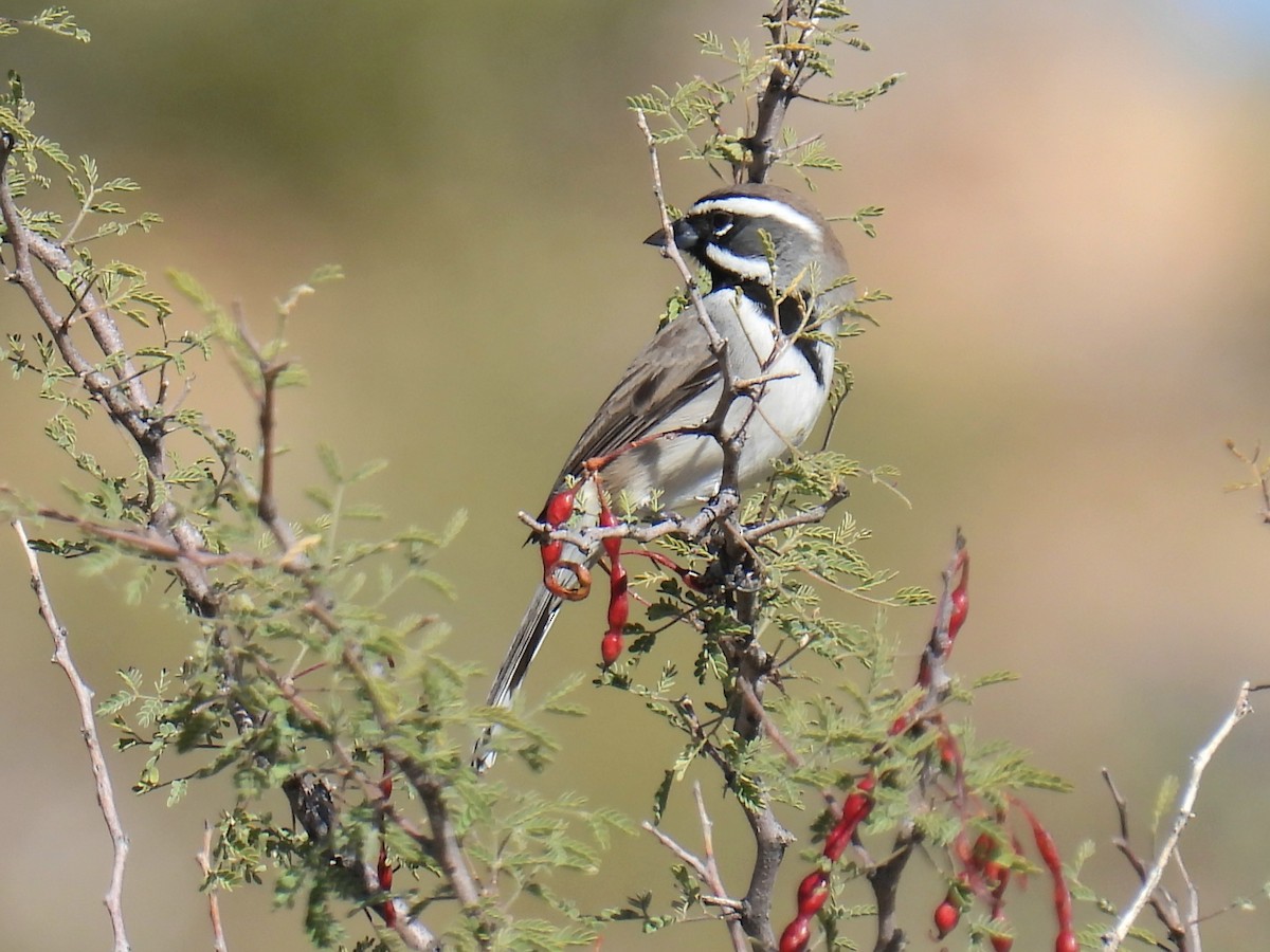 Black-throated Sparrow - ML647236367