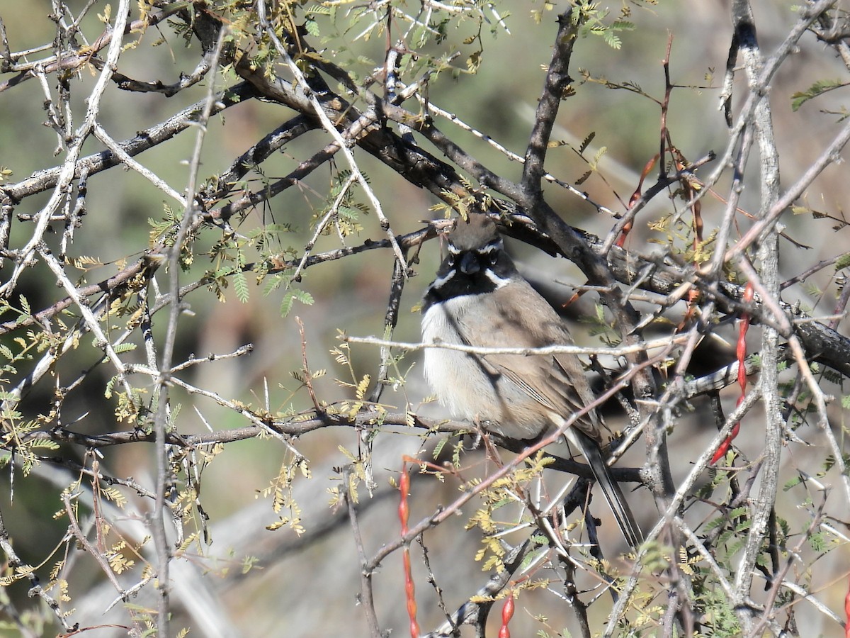 Black-throated Sparrow - ML647236368