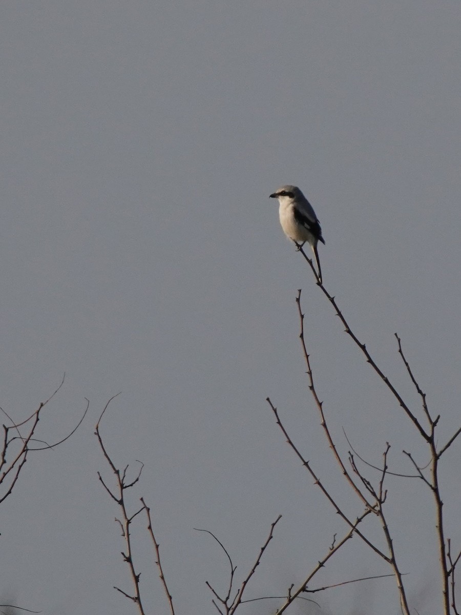 Great Gray Shrike - ML647236370