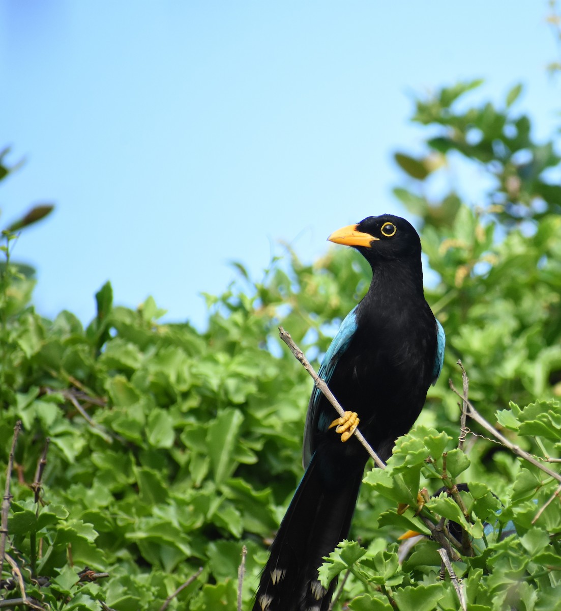 Geai du Yucatan - ML647236371