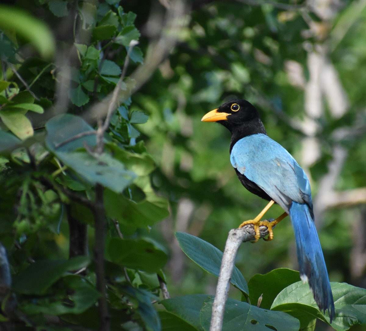 Geai du Yucatan - ML647236373